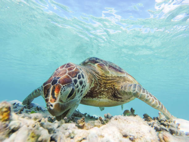 A lone Sea Turtle getting breakfast in waters off the coast of Okinawa stock photo