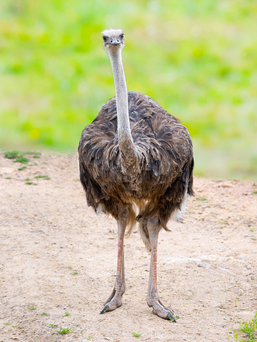 ostrich on a green background