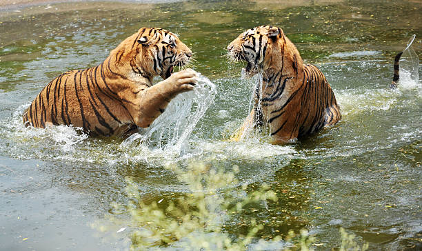 istock tigers play in water 151914648