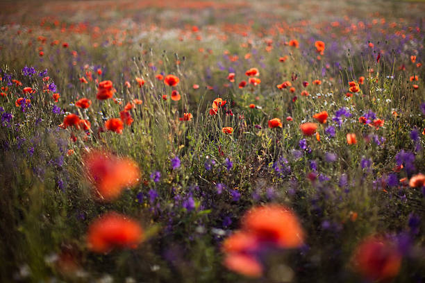 wild poppy stock photo