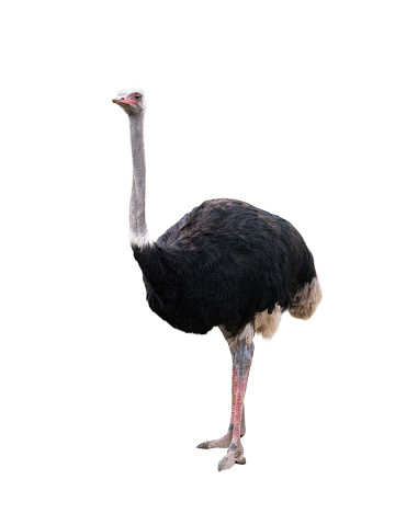 A minimalistic close-up portrait of the common ostrich ( Struthio Camelus ) looking into the camera, white background, copy space, negative space