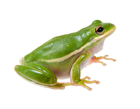 The American green tree frog (Hyla cinerea)