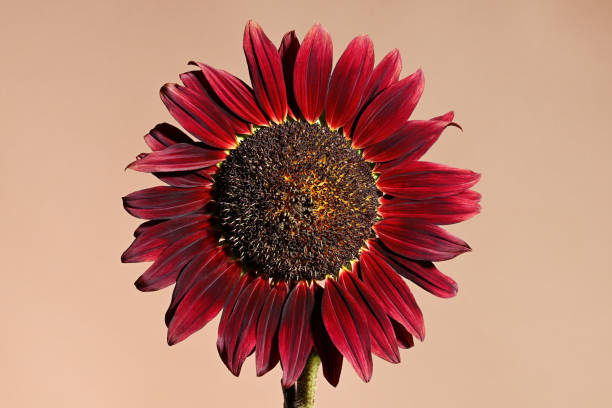 Beautiful dark red sunflower close up