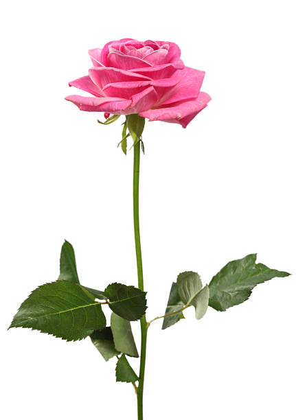 istock Beautiful pink roses on a white background 151916458