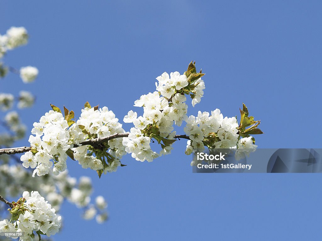 blooming cherry tree blooming cherry tree (2) Blue Stock Photo