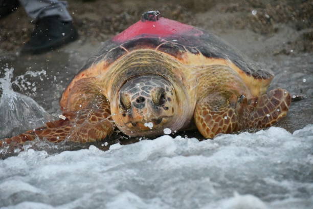 istock Caretta caretta 1519167716