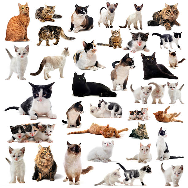 istock Assorted pictures of cats on a white background 151916795