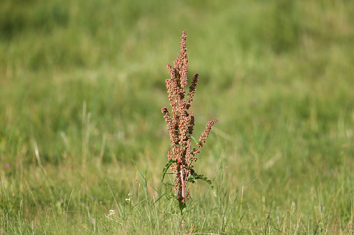 Close-up photo of a lonely growing bush Rumex confertus (Russian dock) against a bright green meadow background