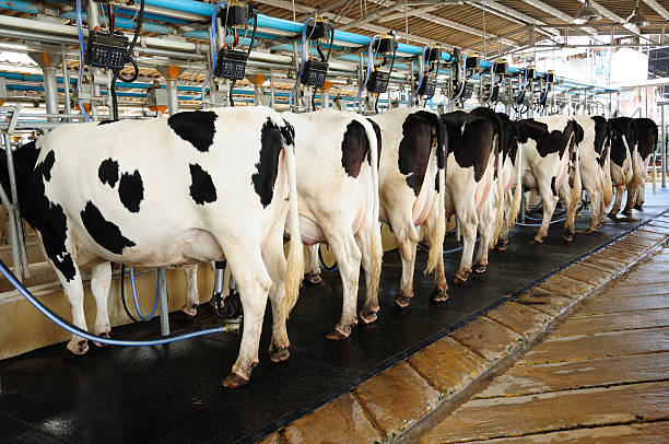 Cow automation farming agricultural Cow automation farming modernism agriculture production dairy farm photos stock pictures, royalty-free photos & images