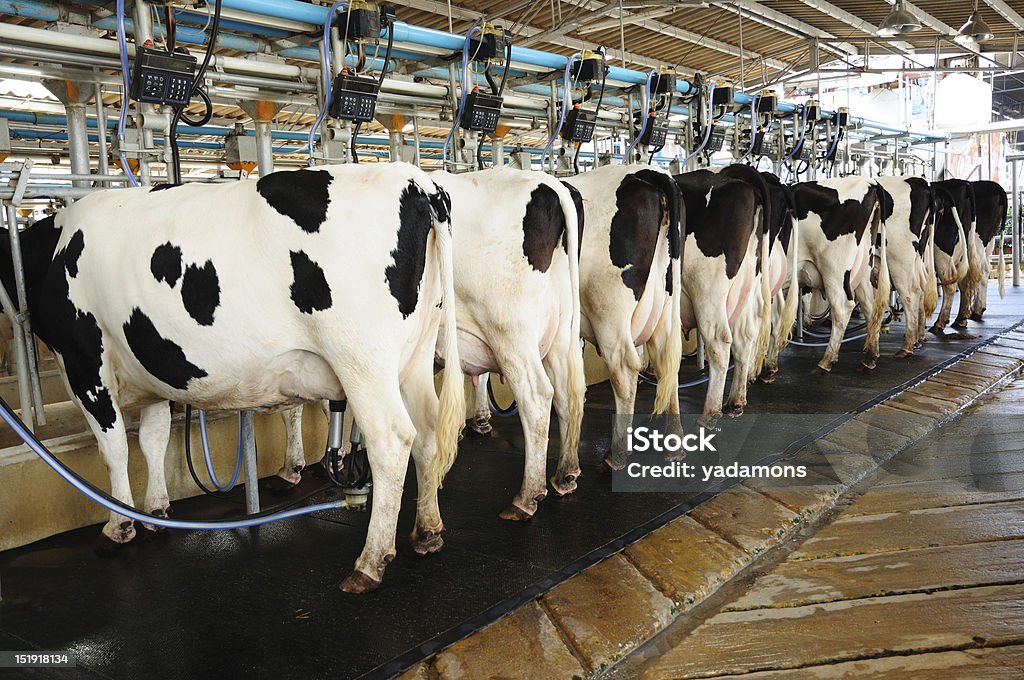 Krowa automatyzacji Uprawy rolne - Zbiór zdjęć royalty-free (Doić)