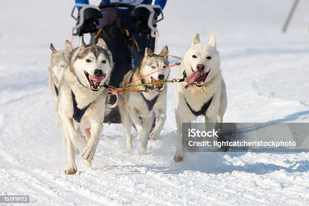 Huskies Have Fun Stock Photo - Download Image Now - Husky Dog, Snow, Working