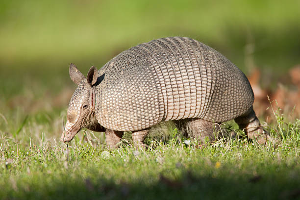 Armadillo in grass field Armadillo in grass field armadillo stock pictures, royalty-free photos & images