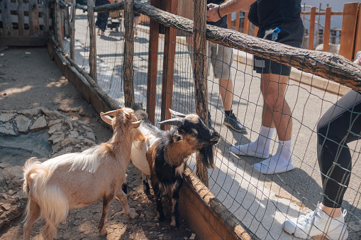 Young adults enjoying feeding baby goats at the Mini ZOO