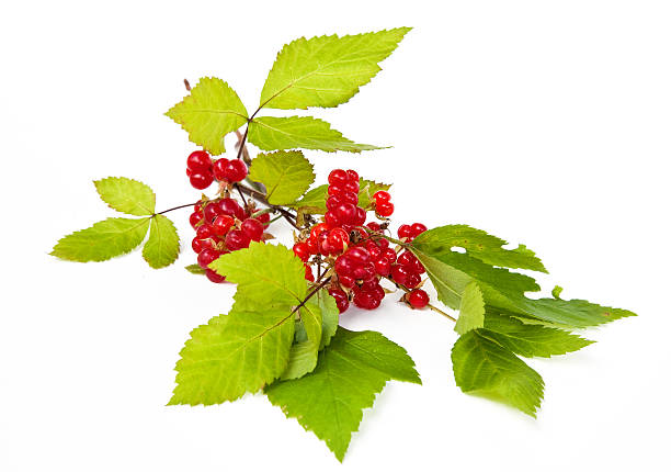 istock Rubus saxatilis or Stone Bramble 151920423