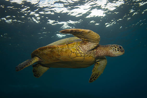 Green Turtle stock photo