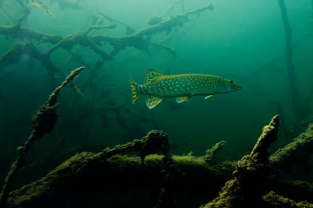 Pike dans les eaux du Lac - Photo