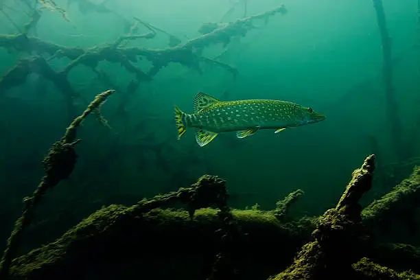 Pike on the plants and wood background