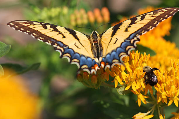 Eastern Tiger Swallowtail Butterfly stock photo