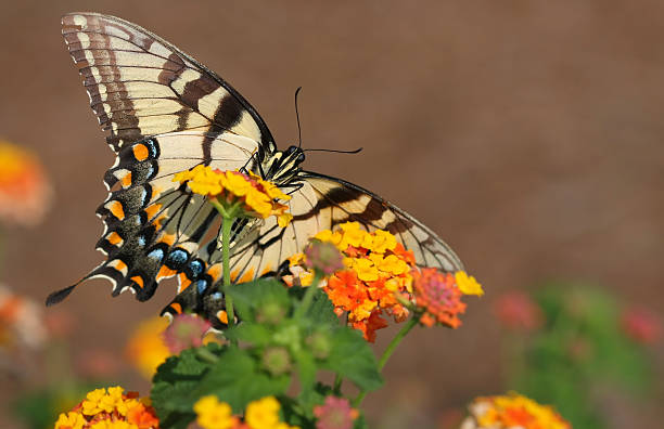 Eastern Tiger Swallowtail stock photo