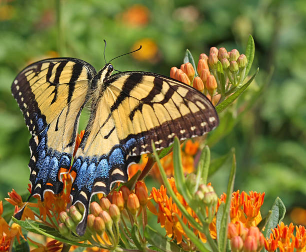 Eastern Tiger Swallowtail Butterfly stock photo