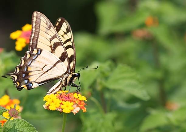 Eastern Tiger Swallowtail Butterfly stock photo