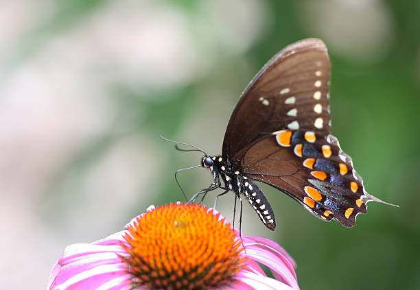 Spicebush Swallowtail Butterfly stock photo