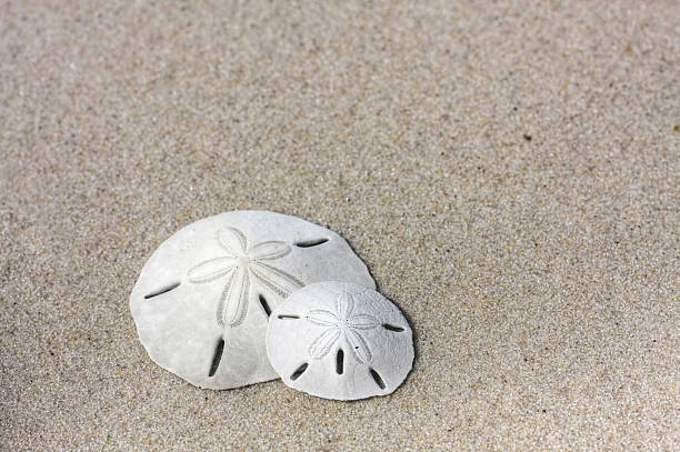 Sandollars on the Beach Two Sandollars on the Beach sand dollar stock pictures, royalty-free photos & images