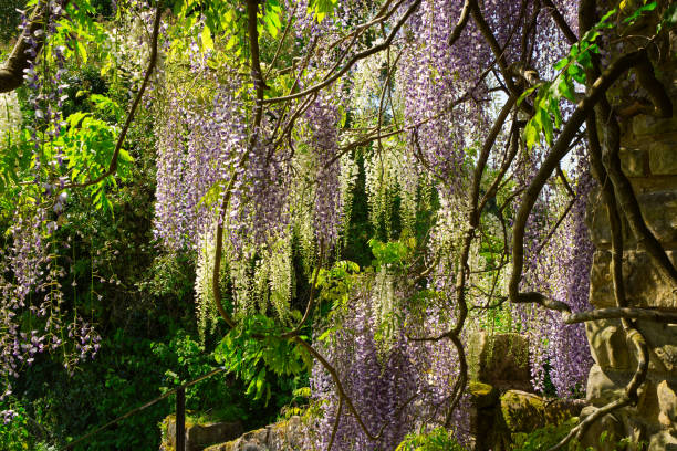 istock Wisteria plant with sun behind 1519226834