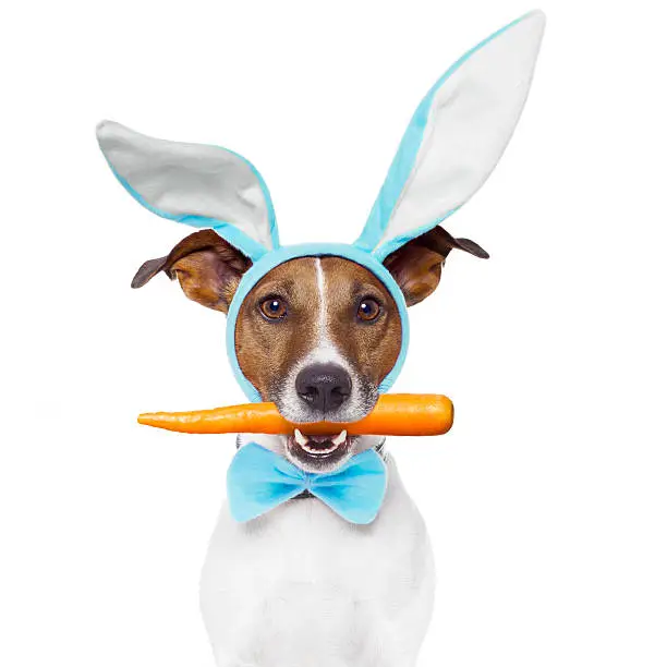 Photo of dog as bunny