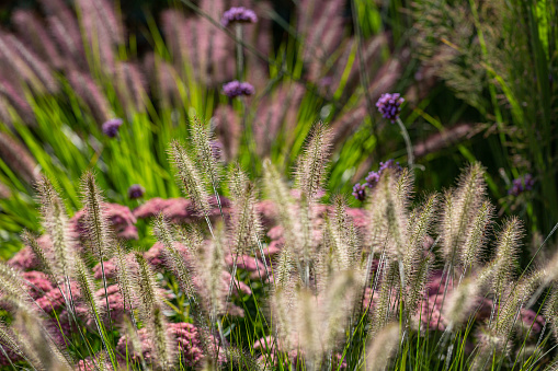Chinese fountain grass (Pennisetum) with seeds in front of blurry background