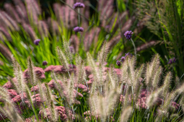 Chinese fountain grass (Pennisetum) with seeds in front of blurry background Chinese fountain grass (Pennisetum) with seeds in front of blurry background pennisetum stock pictures, royalty-free photos & images