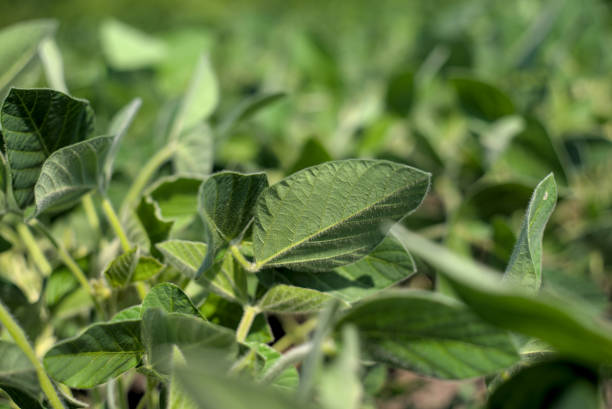istock Young green soybean leaves in the field 1519241738