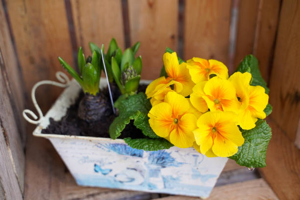 vaso primaverile con fiori. arredamento del giardino primaverile. - hyacinth flower vase daffodil foto e immagini stock