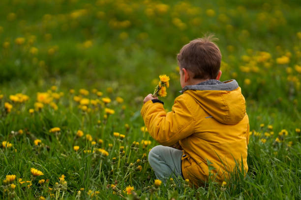 A child sits in a field and collects dandelions, rear view