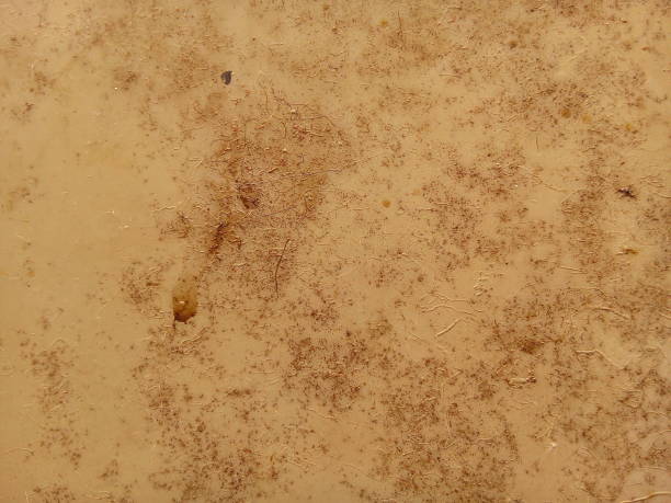 istock Rust and stain on metal sheet texture background. 1519259223