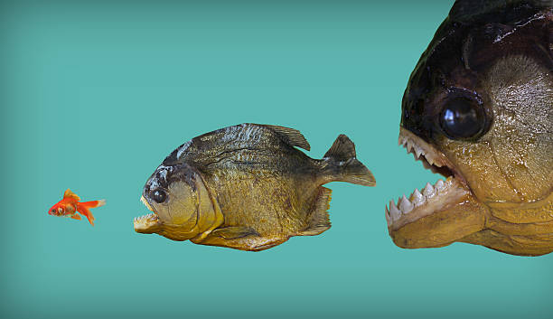 Big fish eats smaller one In business and corporate world is called: survival of the fittest. orange piranha stock pictures, royalty-free photos & images