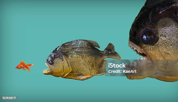 Big Fish Eats Smaller One Stock Photo - Download Image Now - Fish, Eating, Small
