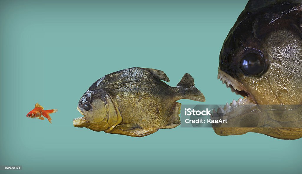 Peixe grande come menor um - Foto de stock de Peixe royalty-free