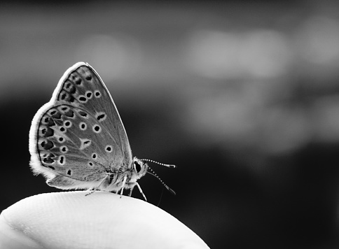 butterfly on a thumb