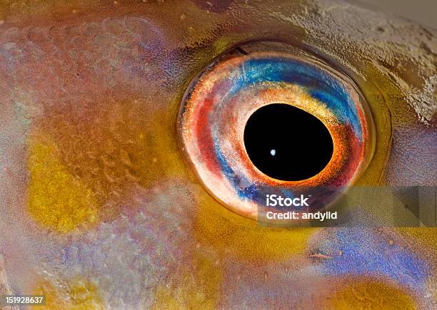 Rybie Oko Zbliżenie - zdjęcia stockowe i więcej obrazów Bliski - Bliski, Bliskie zbliżenie, Część ciała zwierzęcia