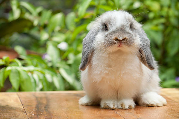 Cute rabbit sitting on marble surface stock photo