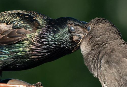 Adult bird feeds the young