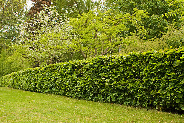 istock Hedge in formal garden. 151929087