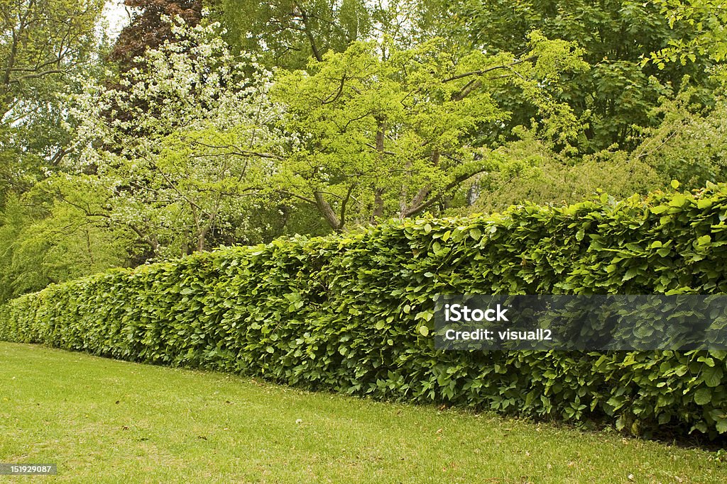 Hedge in formal garden. Hedge, hedgerow in garden. Hedge Stock Photo
