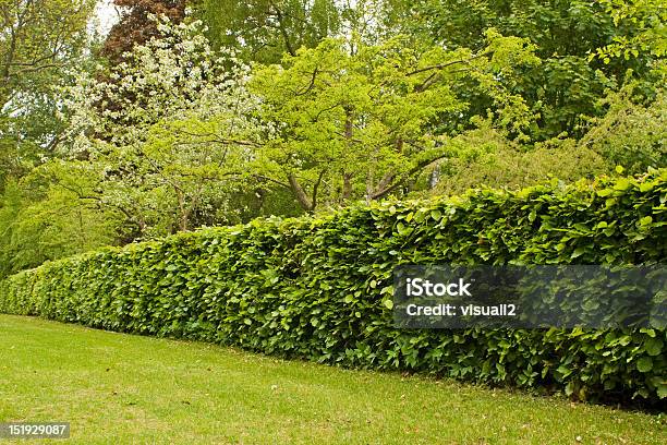 Hedge In Formal Garden Stock Photo - Download Image Now - Hedge, Beech Tree, Boundary