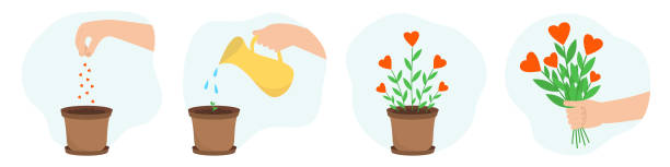 illustrazioni stock, clip art, cartoni animati e icone di tendenza di fiori in crescita. semina, irrigazione, germoglio giovane, bouquet con cuori. illustrazione vettoriale. design per san valentino o per la protezione dell'ambiente. concetto di gentilezza e amore. - terra cotta pot