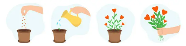 Vector illustration of Growing flowers. Seeding, watering, young sprout, bouquet with hearts. Vector illustration. Design for Valentines day or environmental protection. Concept of kindness and love.