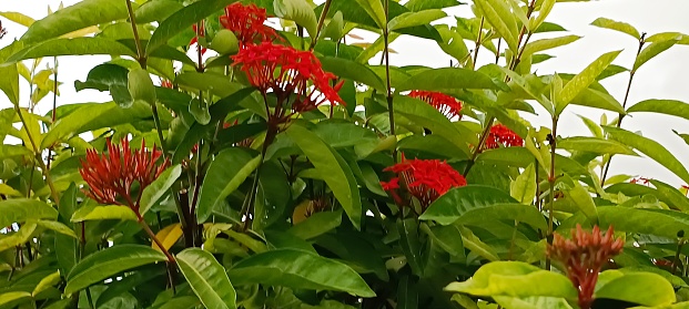 Soka (Ixora coccinea L.) is one of the ornamental plants with shrubs with many branches. As an ornamental plant, soka has a specialty, namely its beautiful flowers and various colors such as red, yellow, orange, pink and white.
