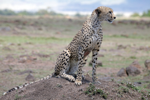 Cheetah Stock Photo - Download Image Now - Africa, African Cheetah, Animal  - iStock