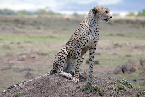 Cheetah Stock Photo - Download Image Now - Africa, African Cheetah, Animal - iStock Cheetah Stock Photo - Download Image Now - Africa, African Cheetah, Animal - iStock